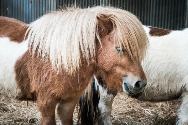 Hnědá miniaturní kůň s dlouhými vlasy — Stock fotografie