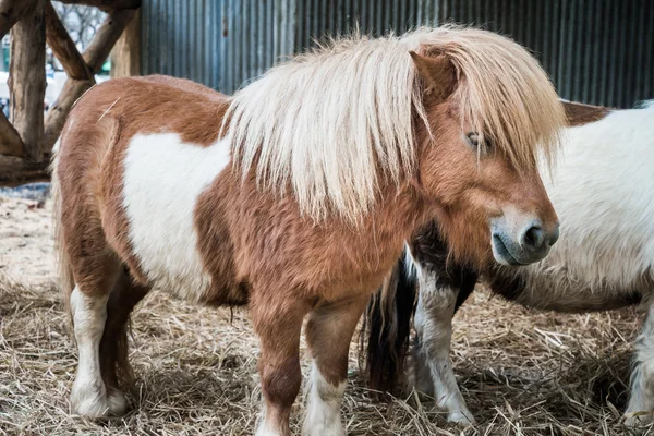 Cavalo em miniatura marrom com cabelo comprido — Fotografia de Stock