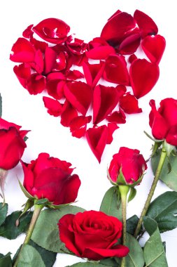 Beyaz arka planda kırmızı kalp gül yaprakları