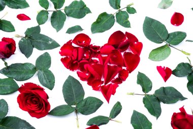 Beyaz arka planda kırmızı kalp gül yaprakları