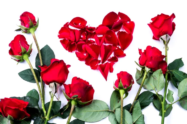 Corazón rojo de las hojas de rosa en fondo blanco —  Fotos de Stock