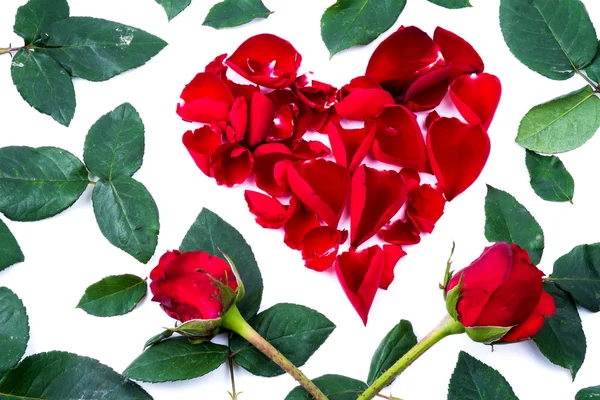 Cuore rosso dalle foglie di rosa su sfondo bianco — Foto Stock