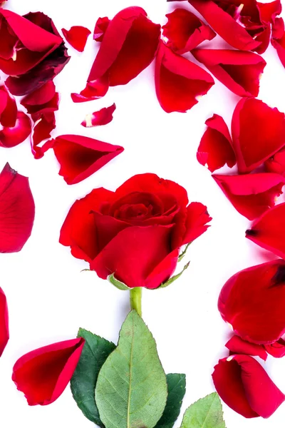 Red heart from the rose leaves in white background — Stock Photo, Image