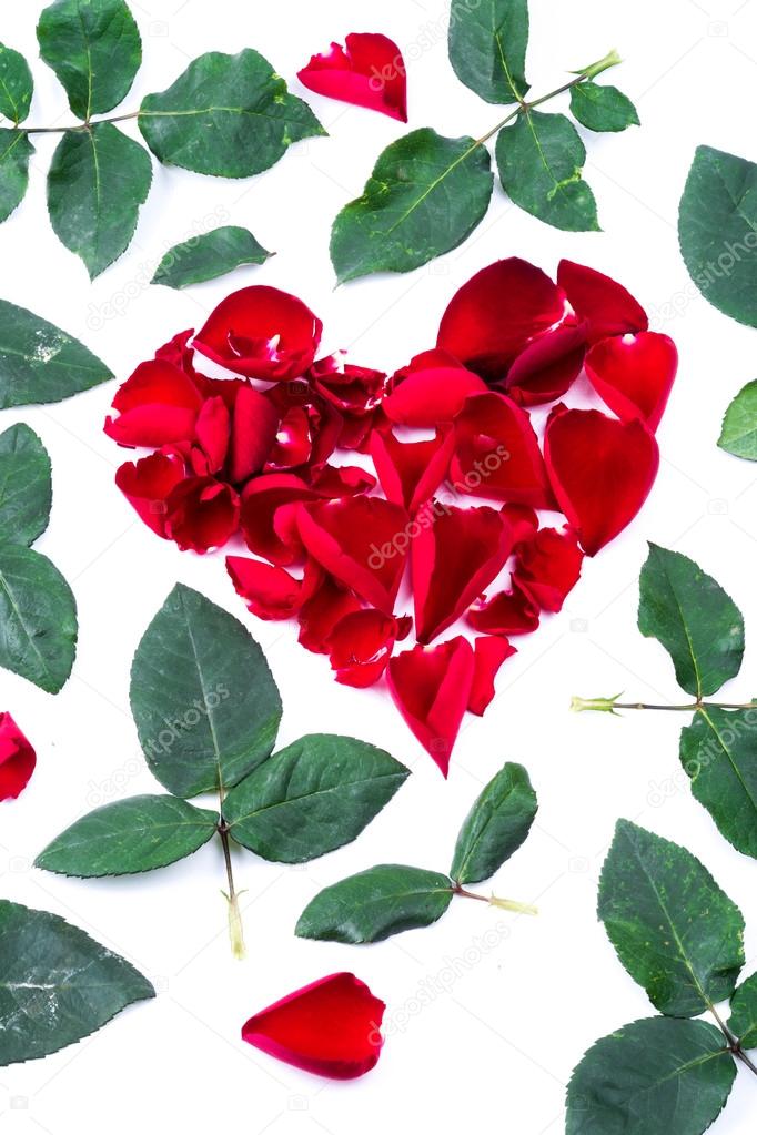 Red heart from the rose leaves in white background