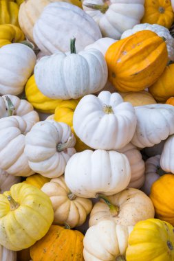 renkli mini kabaklar