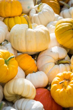 renkli mini kabaklar