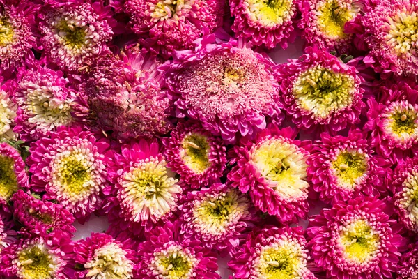 Çiçek doku ve arka plan desen renkli tasarım — Stok fotoğraf