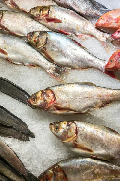 Buz üzerinde ham ve taze deniz ürünleri