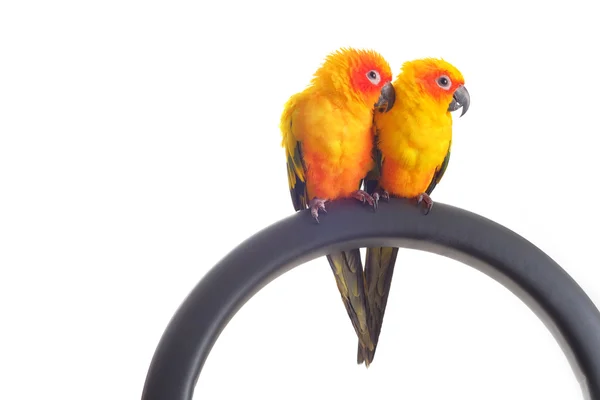 Isolated of lovely Sun Conure in pair — Stock Photo, Image