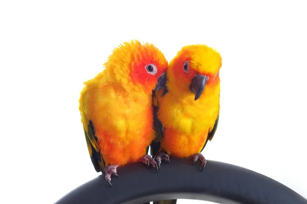 Geïsoleerd van mooie Sun papegaaiachtigen in paar — Stockfoto