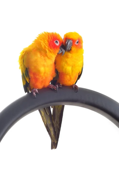 Isolated of lovely Sun Conure in pair — Stock Photo, Image