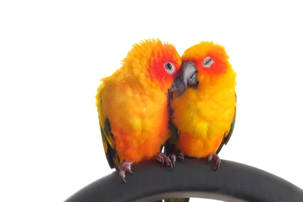 Isolated of lovely Sun Conure in pair — Stock Photo, Image