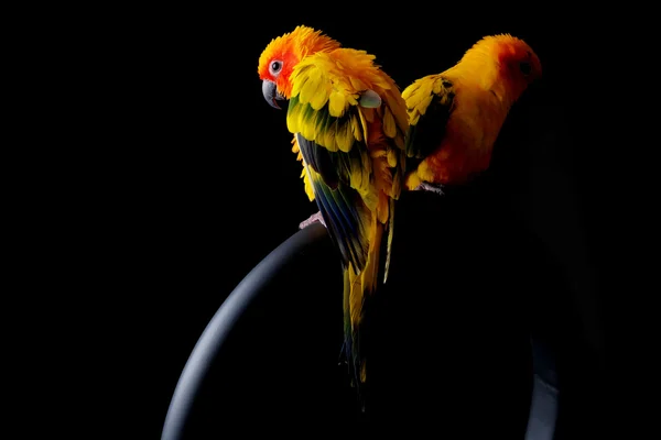 Piękny odcinek Sun Conure w czarnym tle — Zdjęcie stockowe