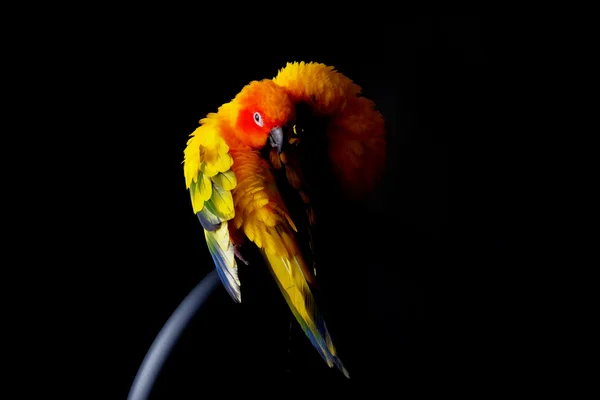 Υπέροχο ζευγάρι Sun Conure στο μαύρο φόντο — Φωτογραφία Αρχείου