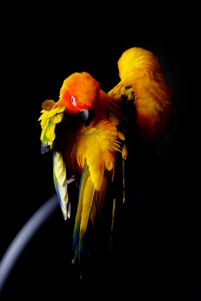 Krásný pár slunce Conure v černém pozadí — Stock fotografie