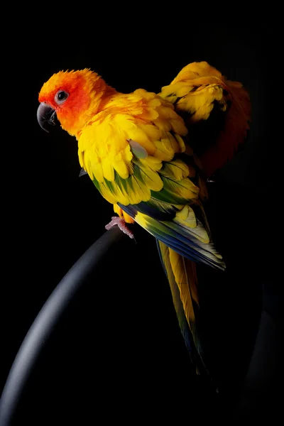 Lovely Couple of Sun Conure in black background — Stok Foto