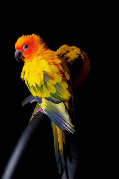 Lovely Couple of Sun Conure in black background — Stock Photo, Image
