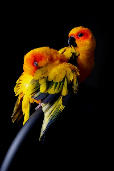Lovely Couple of Sun Conure in black background — Stok Foto