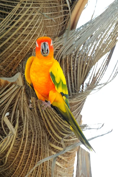 Όμορφη πολύχρωμα Sun Conure παπαγάλος στη φύση — Φωτογραφία Αρχείου