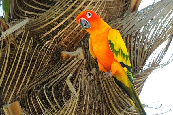 Прекрасный красочный попугай Sun Conure в природе — стоковое фото