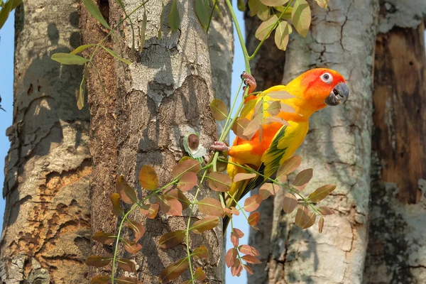 Bel sole colorato Conure pappagallo nella natura — Foto Stock