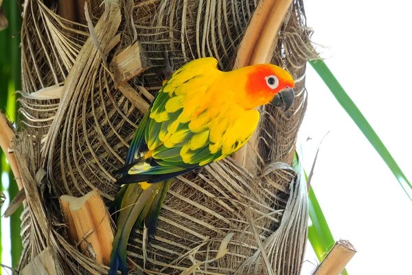 Όμορφη πολύχρωμα Sun Conure παπαγάλος στη φύση — Φωτογραφία Αρχείου