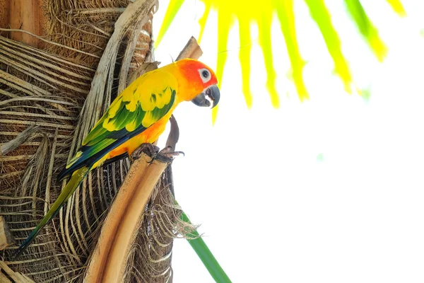 Szép színes nap Conure papagáj a természetben — Stock Fotó