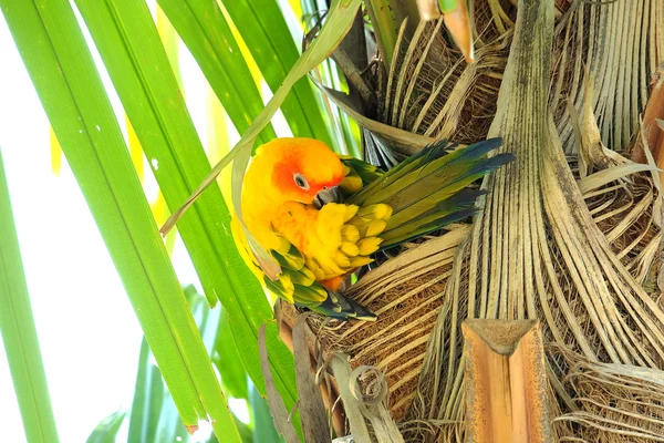 Lovely colorful Sun Conure parrot in the nature — Stock Photo, Image