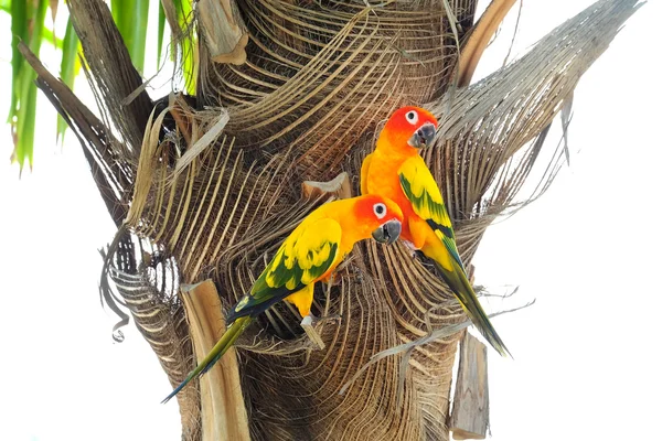 Bel sole colorato Conure pappagallo nella natura — Foto Stock