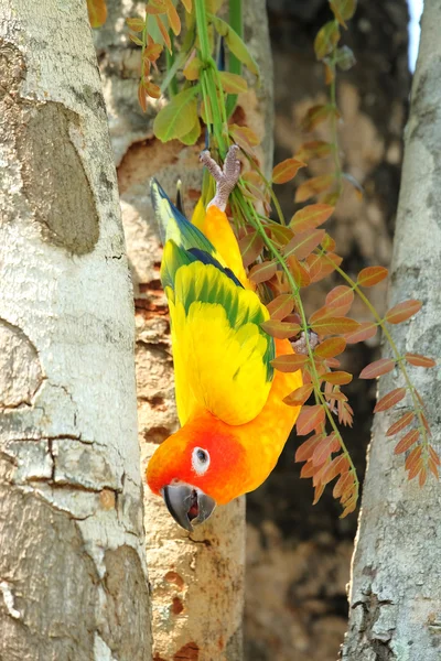 Lovely colorful Sun Conure parrot in the nature — Stock Photo, Image