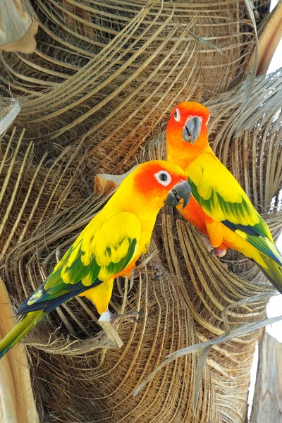 Beau soleil coloré Conure perroquet dans la nature — Photo