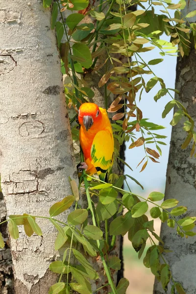 Lovely colorful Sun Conure parrot in the nature — Stock Photo, Image