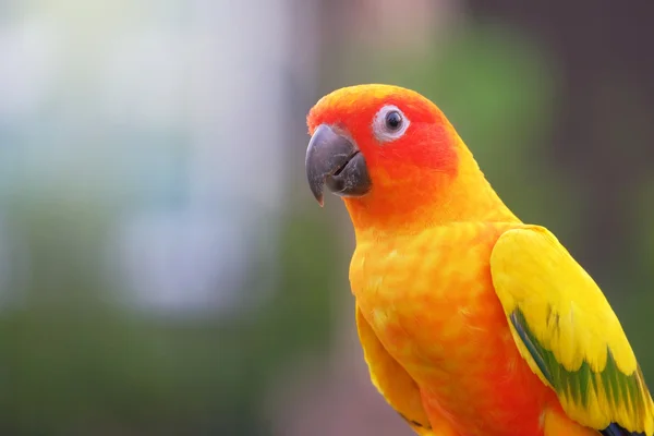 Słońce conure papuga — Zdjęcie stockowe