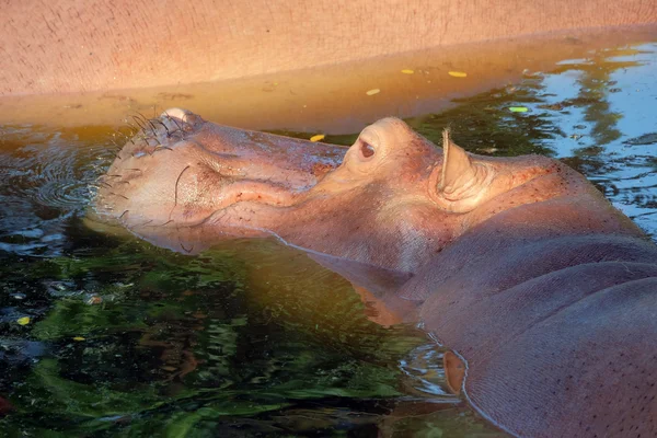 Hippopotame dans l'eau — Photo