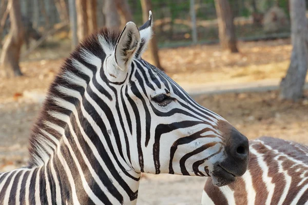 Zebra portrét — Stock fotografie