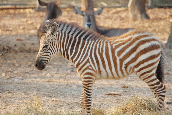 Retrato de zebra — Fotografia de Stock