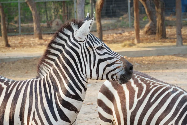 Zebra portrét — Stock fotografie