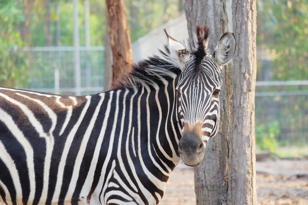 Zebra portrét — Stock fotografie