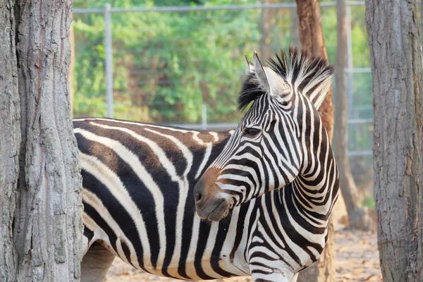 Zebra portrét — Stock fotografie