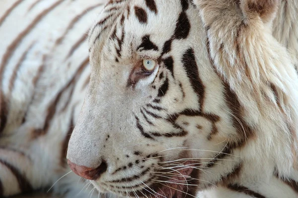 Fehér bengáli tigris Vértes lövés — Stock Fotó