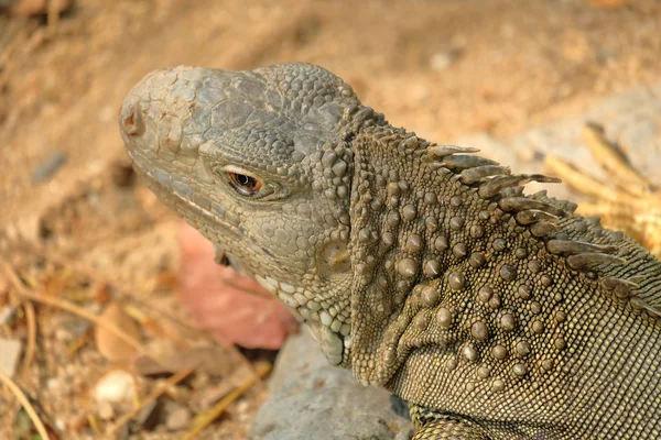 Iguana dragón en el suelo — Foto de Stock