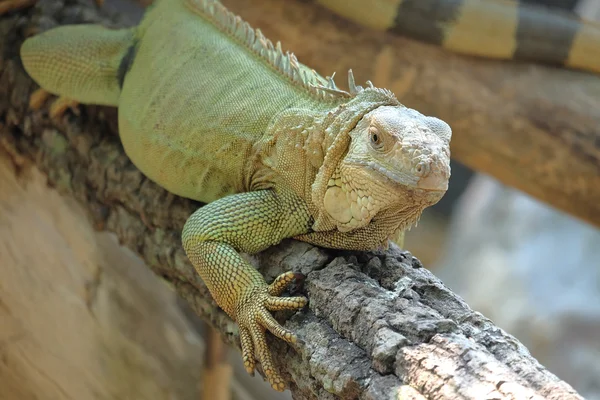 Iguana dragon on the ground — Stock Photo, Image