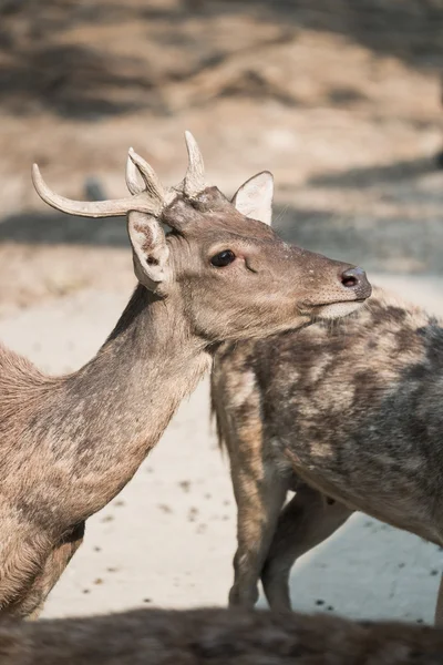 Masses of deer — Stock Photo, Image