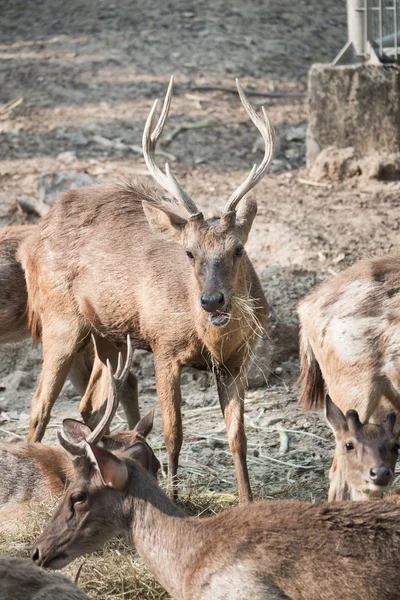 Masses of deer — Stock Photo, Image