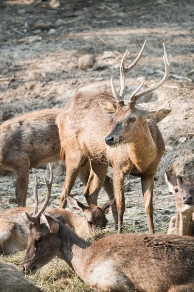 Masses of deer — Stock Photo, Image