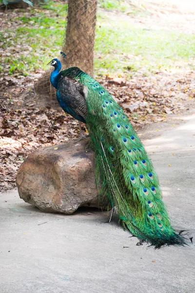 Hermoso pavo real macho de pie sobre la roca grande — Foto de Stock