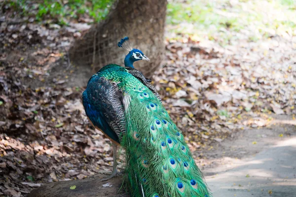 Hermoso pavo real macho de pie sobre la roca grande — Foto de Stock