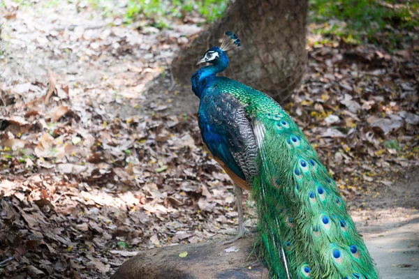 Hermoso pavo real macho de pie sobre la roca grande — Foto de Stock