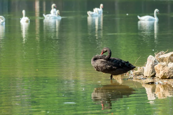 Einsamer schwarzer Schwan im grünen See — Stockfoto