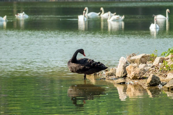 Cisne preto solitário no lago verde — Fotografia de Stock